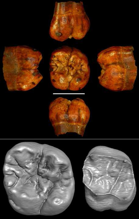 First early hominin from Central Africa (Ishango, Democratic Republic of Congo) - Janvier 2014