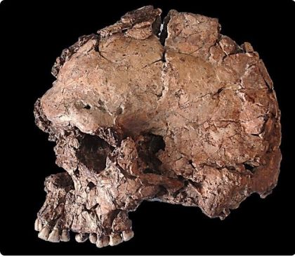 Photographie du crâne de l’adulte Qafzeh 25 en vue latérale gauche montrant son important aplatissement bilatéral