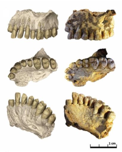 Figure 1 : Vues latérale, occlusale et oblique du maxillaire gauche (Misliya-1) découvert dans le gisement de Misliya Cave. Sont visibles à gauche les reconstructions virtuelles et à droite, le specimen original