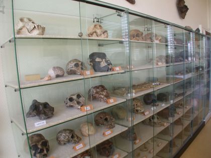 Collection de moulages de pièces fossiles : os de référence et moulages