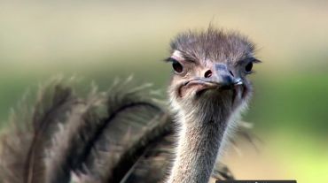 San ostrich trap - Piège à autruches