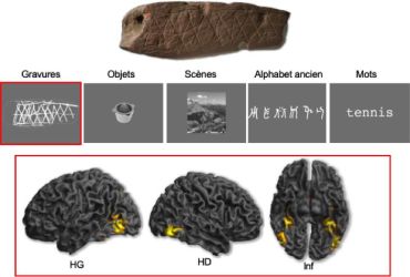 Haut : gravure découverte sur le site de Blombos (Afrique du Sud) datant de 75000 ans. Centre : exemple de catégories visuelles utilisées dans l’expérience. Bas : activations cérébrales provoquées par la perception de gravures