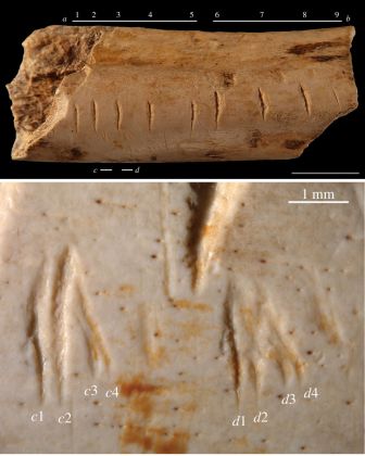 Fragment mésial d'un fémur de Hyène découvert dans les couches moustériennes du site des Pradelles (Charentes) portant une série d'incisions produites par le même outil (haut) et deux groupes de quatre petites incisions (bas) partiellement superposées