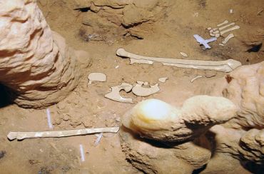 Ossements hmains dans la grotte de Cussac, PCR Cussac